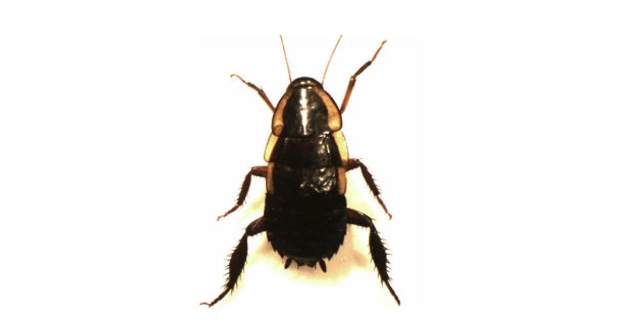 Gisborne cockroach