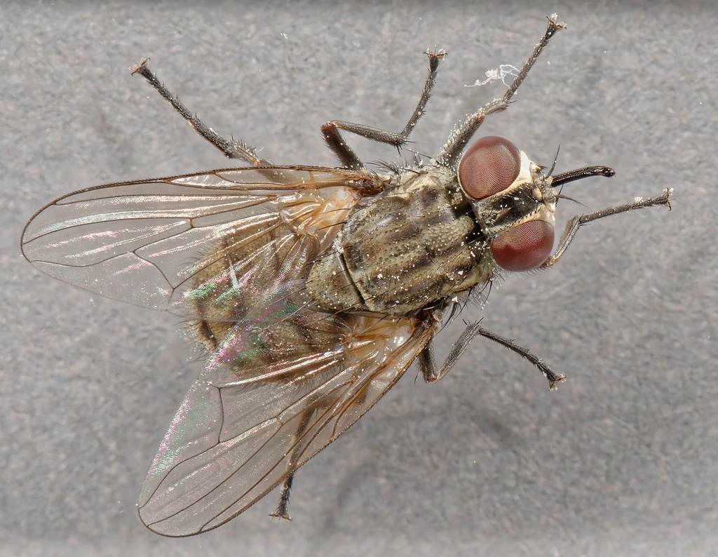 Mosca-dos-estábulos (Stomoxys calcitrans)
