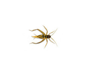 Crickets