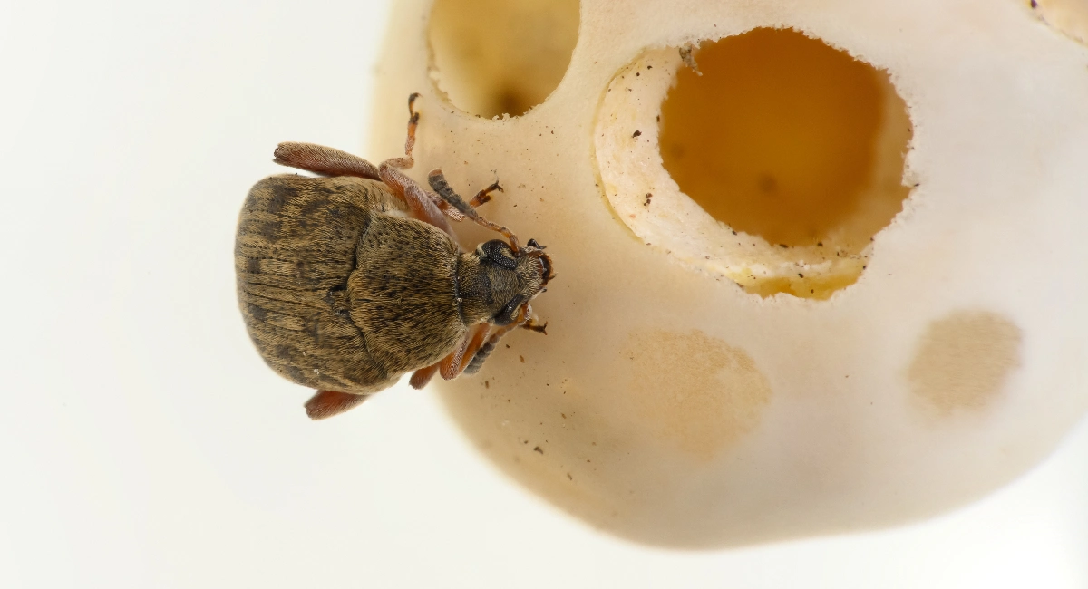 Bean Weevil