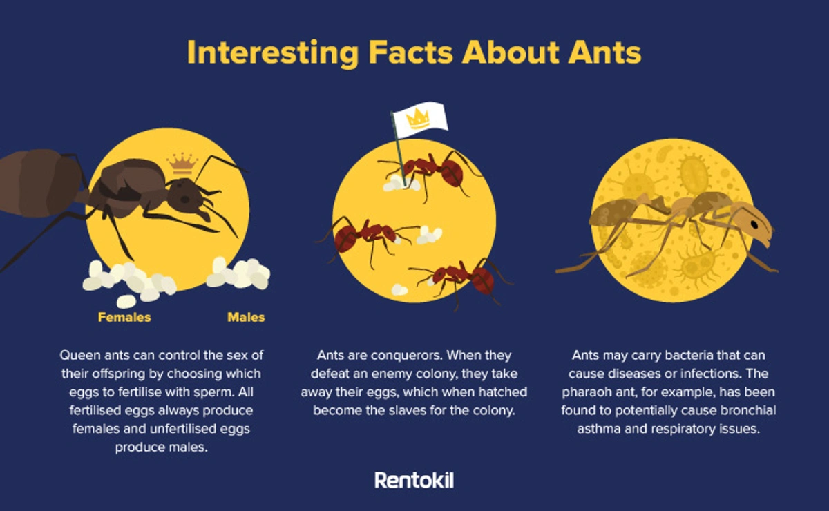 interesting facts about ants