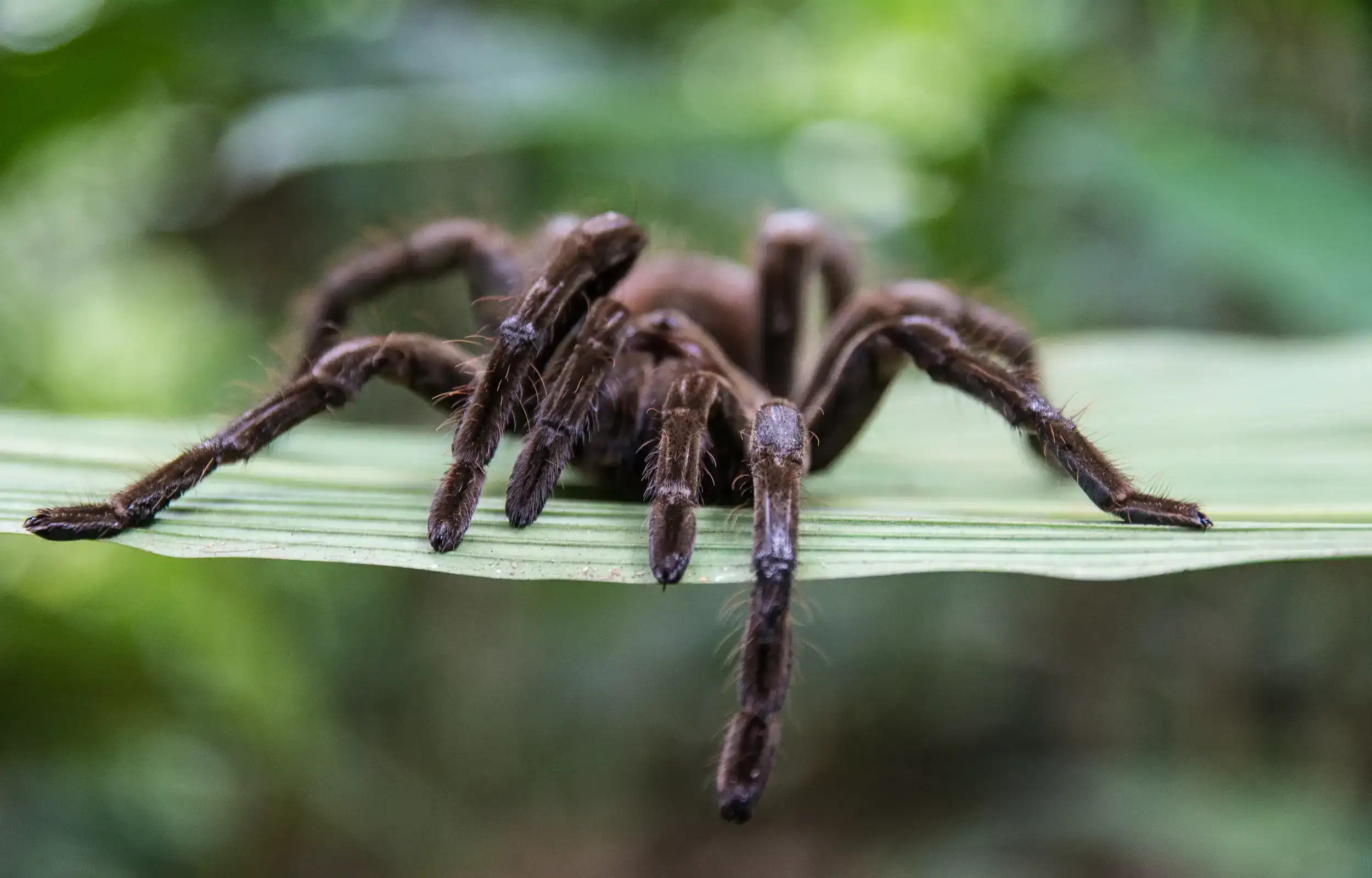 Tarantula