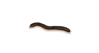 Millipedes