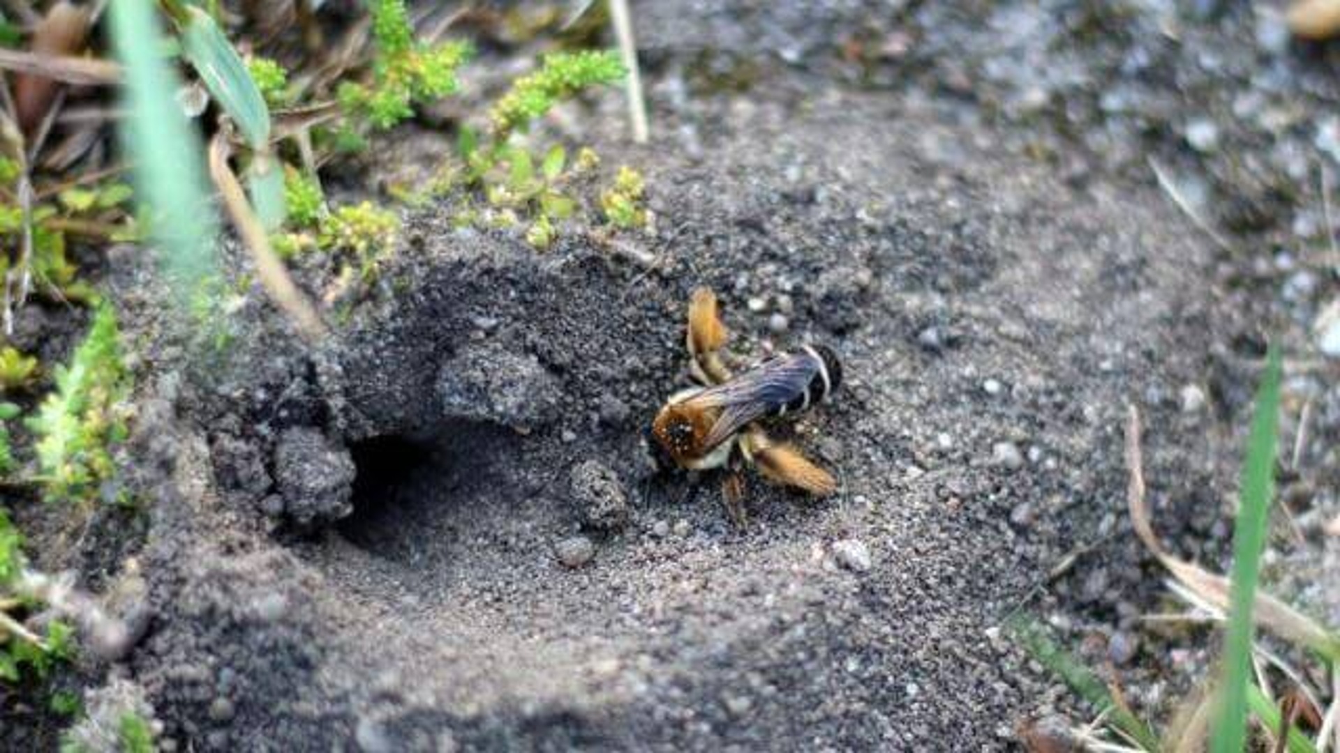 Sarang lebah bumblebee