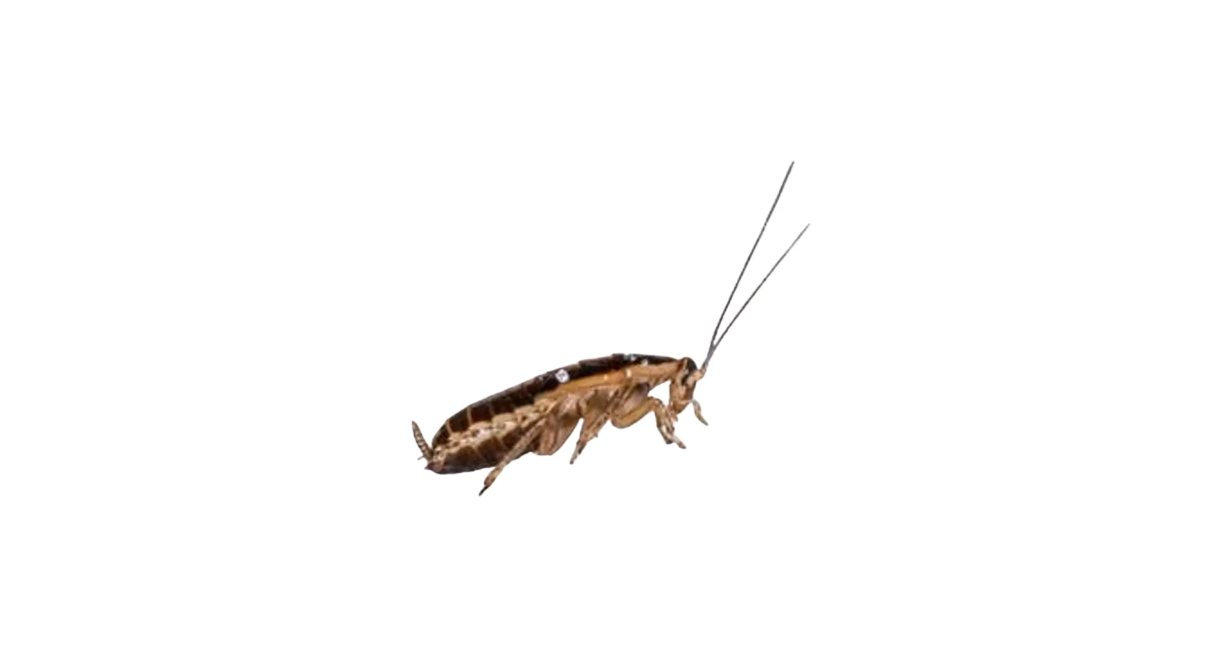 Cucaracha alemana (Blattella germanica)