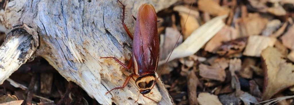 Australian Cockroach