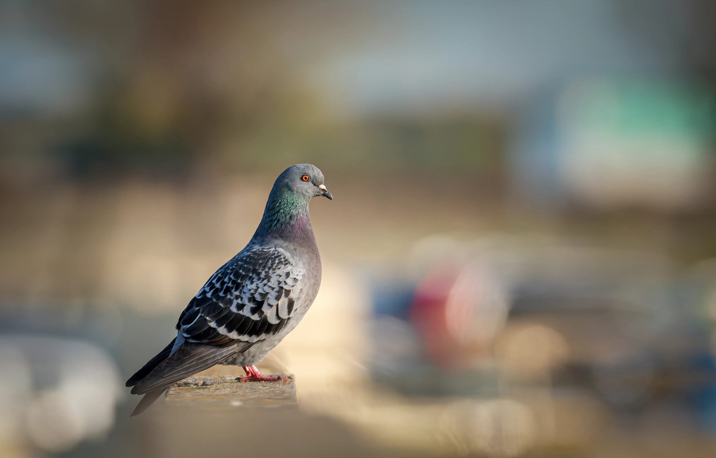 Pigeon biset