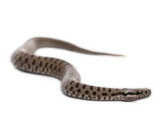 Vipera berus
