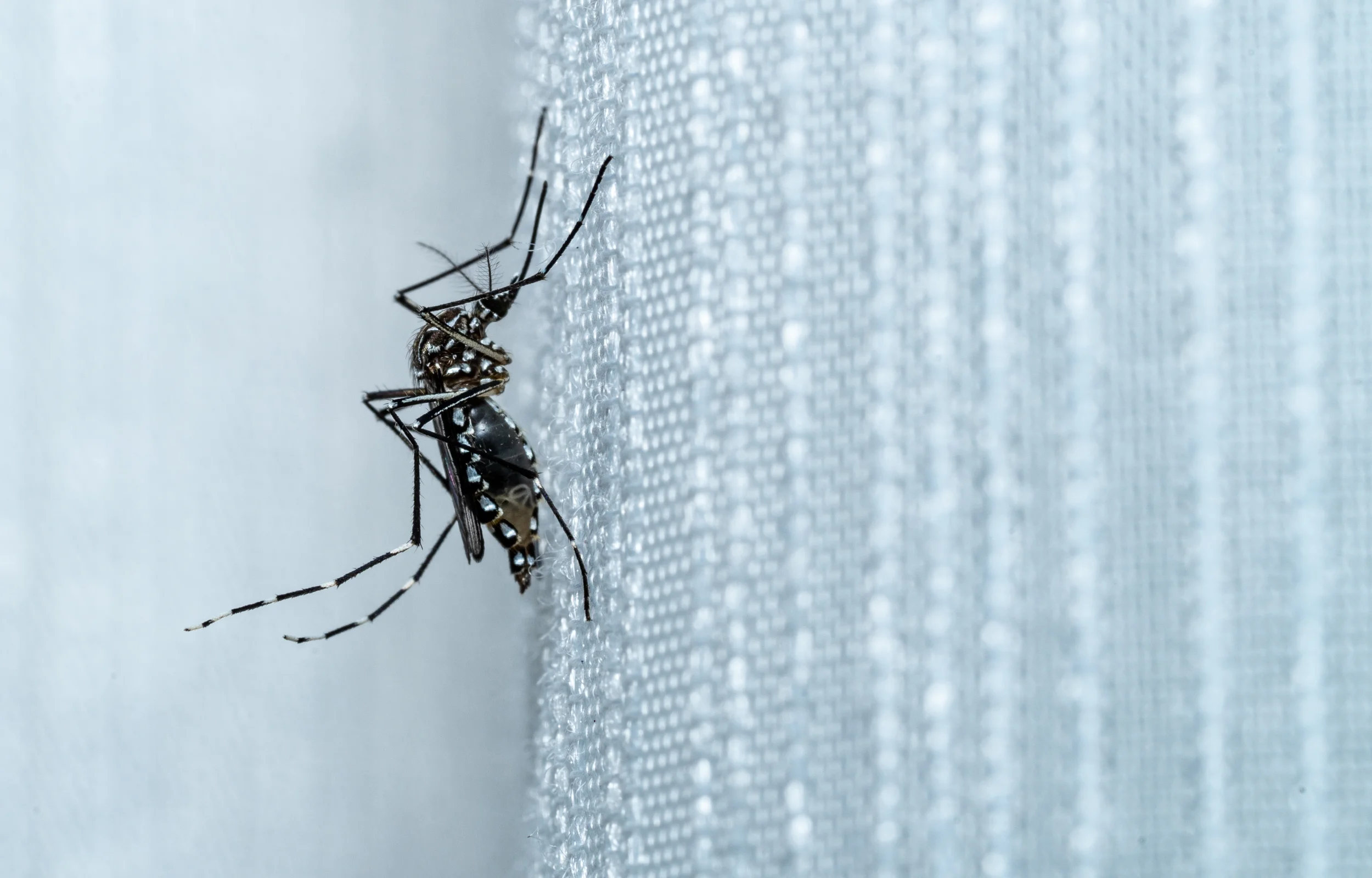 mosquito tigre