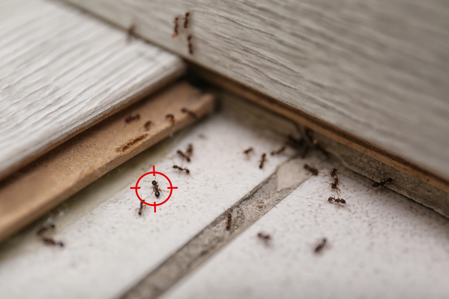Ameisenbefall in einer Wohnung – Lasius niger