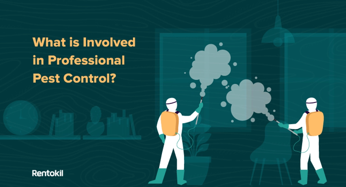 Recommended to Consult a Professional Pest Control Service