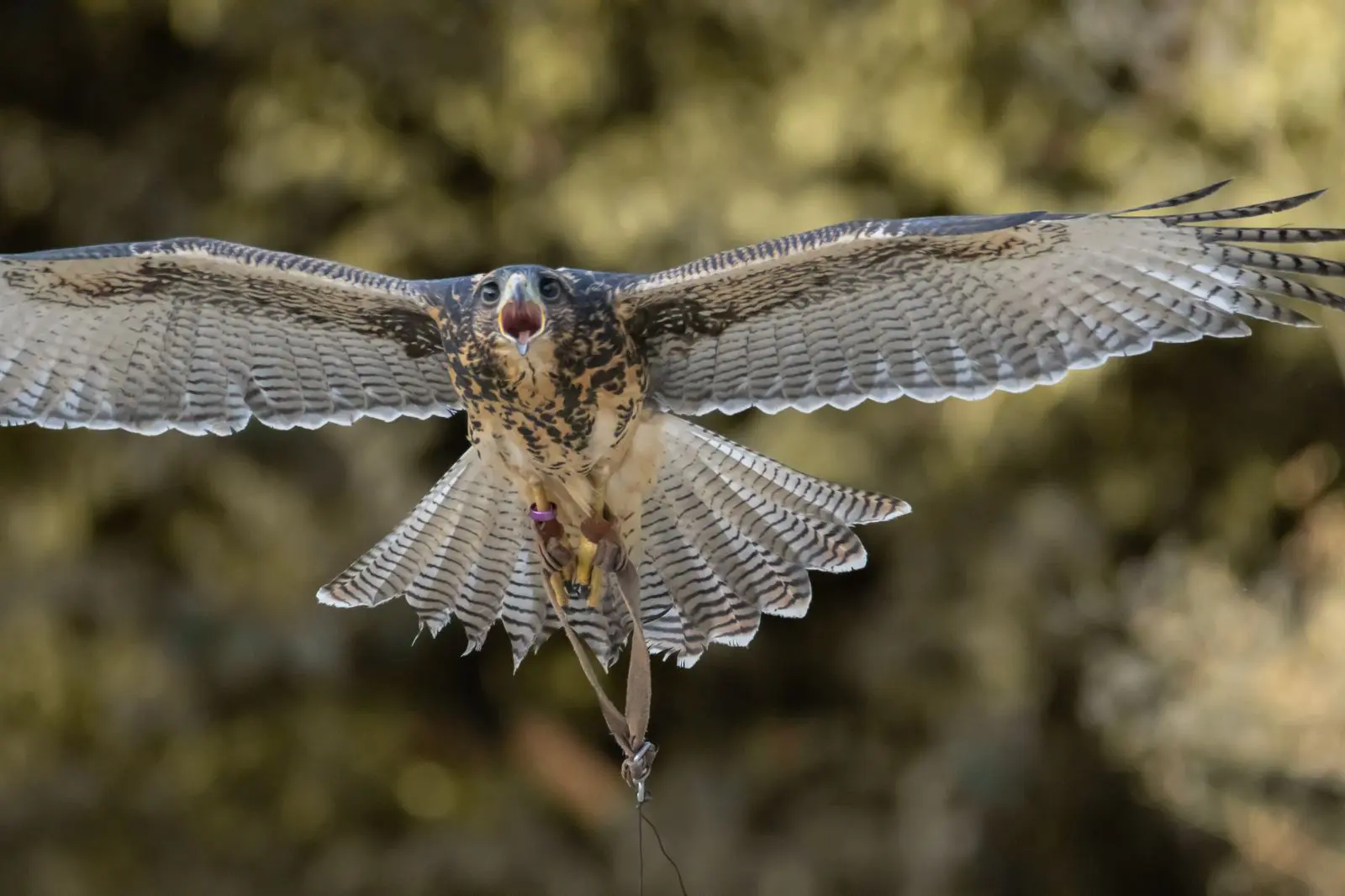 cetrería para el control biológico de aves en el manejo integrado de plagas de Rentokil Initial Chile.