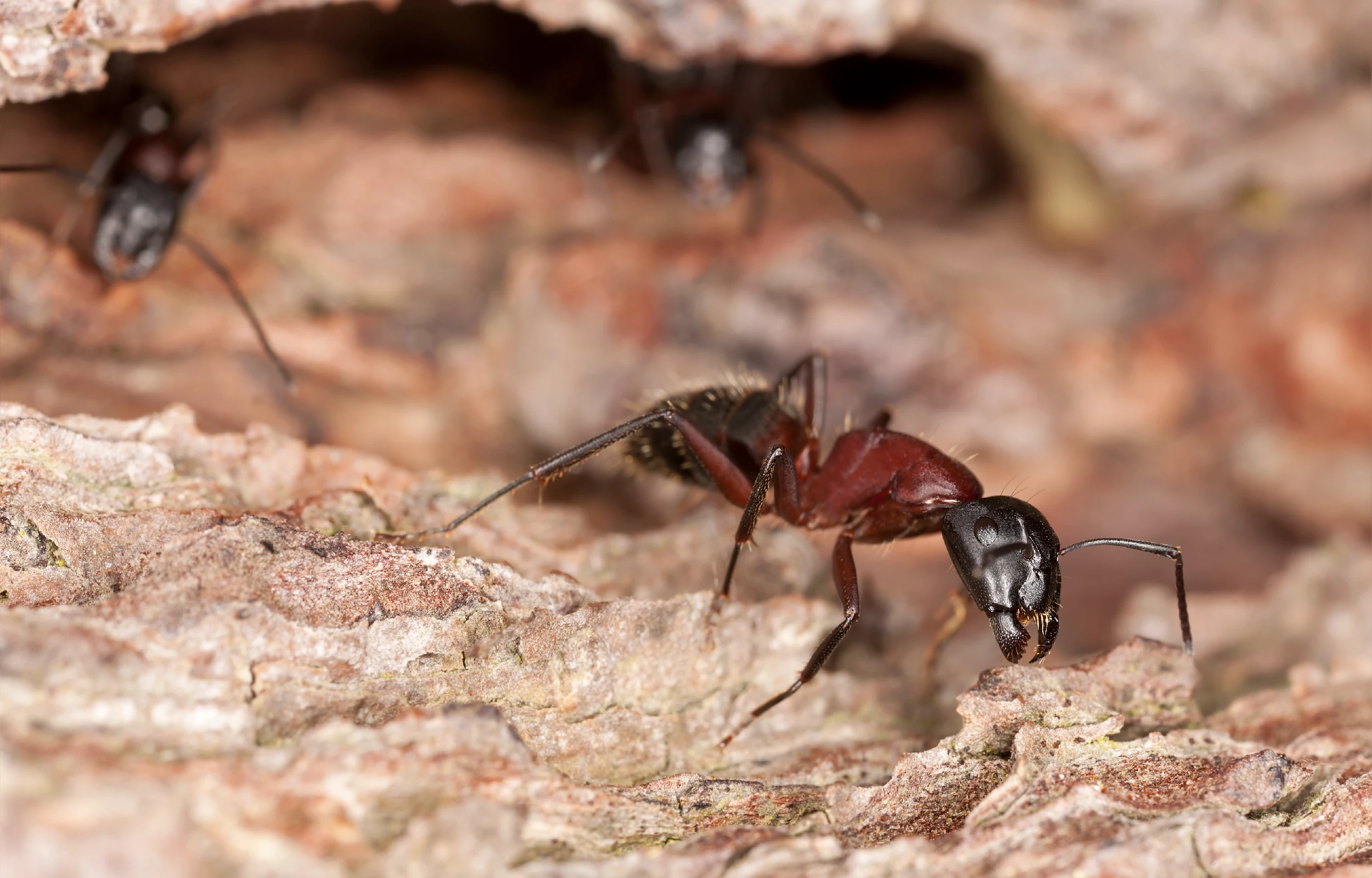 Monomorium pharaonis