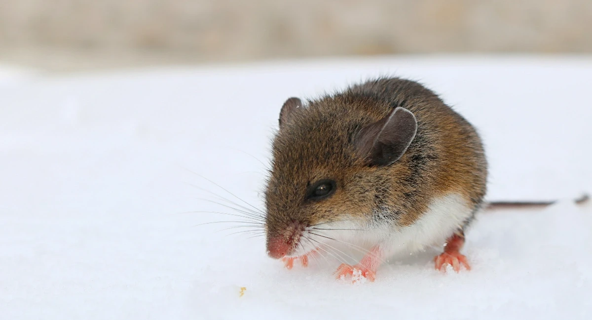 rodents