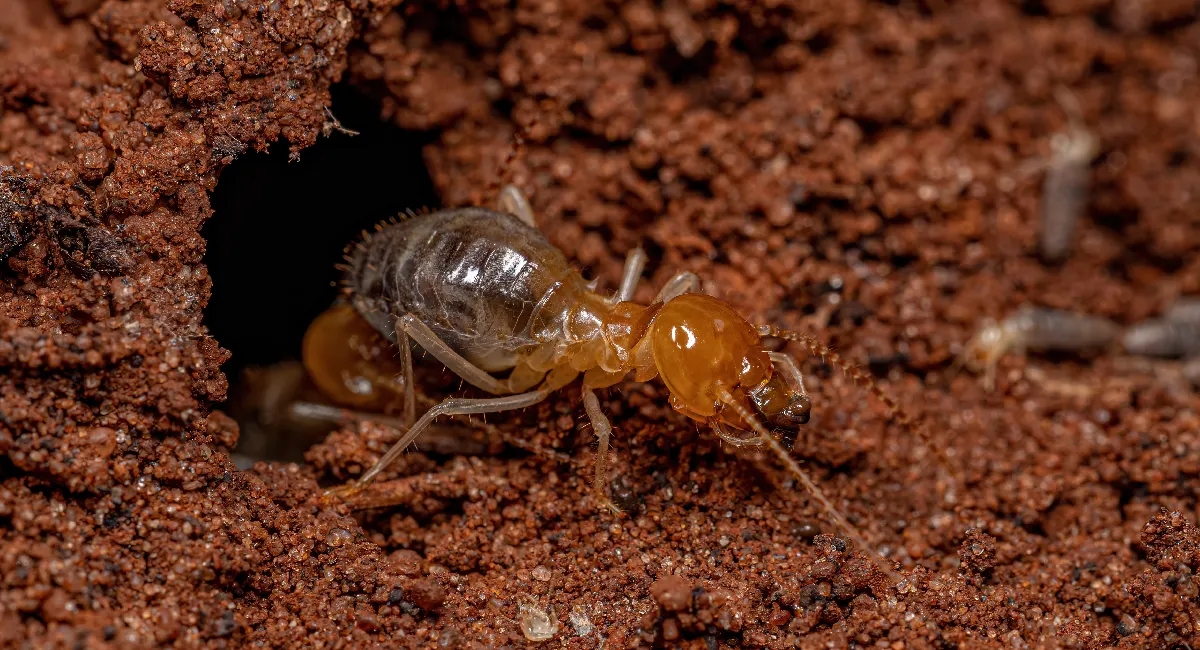 Debugged Blog 10 Facts You Did Not Know About Termites Protect Your Home With Termite Control