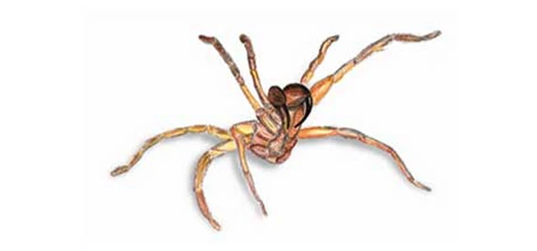 Tree Funnel Web Spider