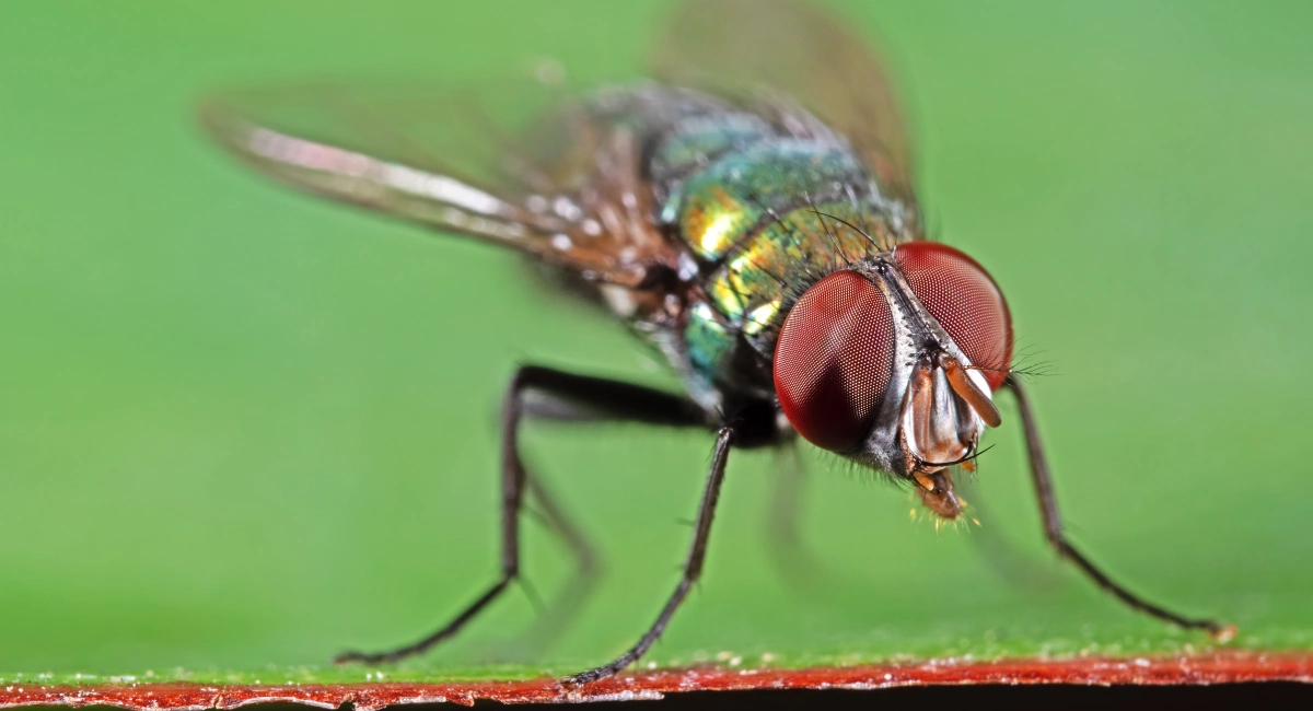 image of green bottle fly