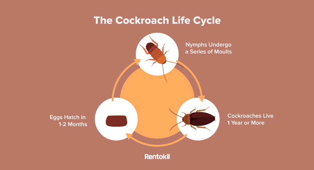 life cycle of cockroaches