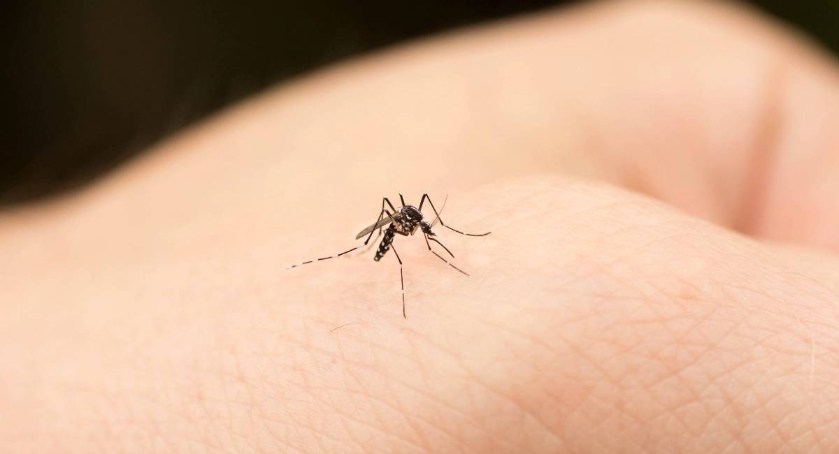 Best Time to Stop Mosquito Breeding
