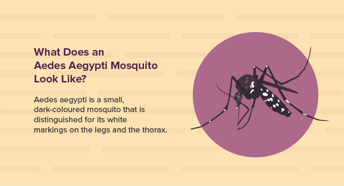 What does an Aedes Aegypti Mosquito look like