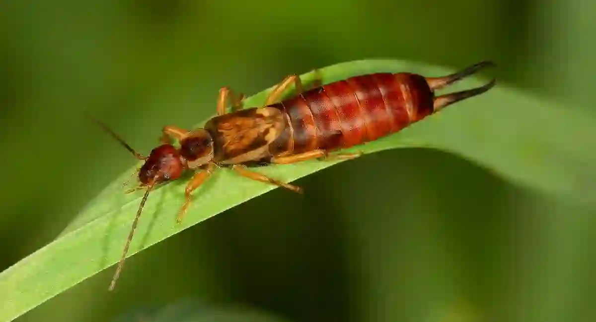 earwig on leaf