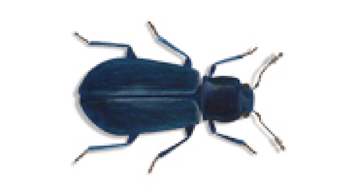 Common furniture beetle