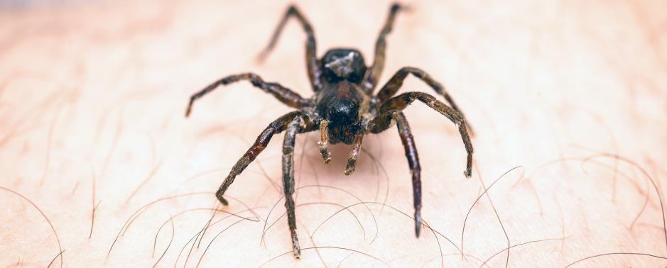 false widow eating