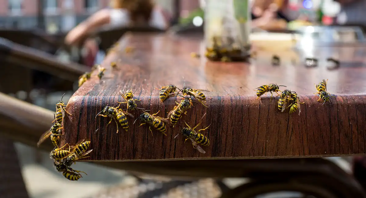 Wasps on table