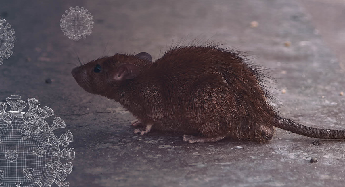 rodent