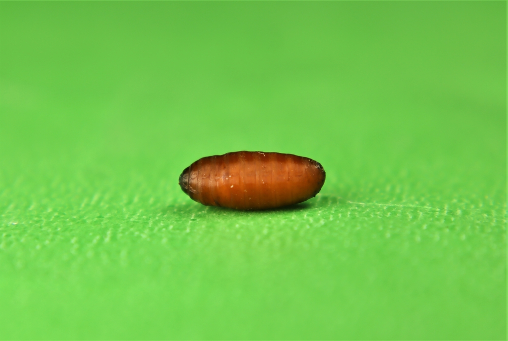 Immagine di pupa di mosca domestica (Musca domestica) su sfondo verde