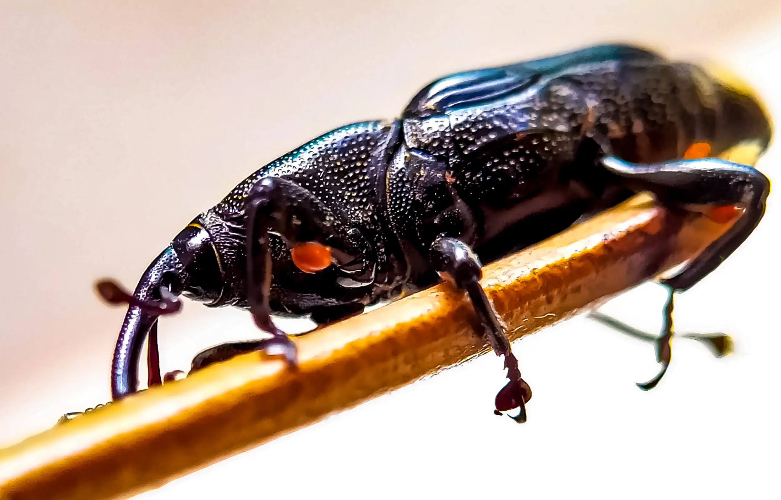 Sitophilus Granarius