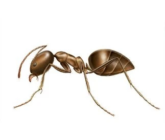 Argentine ant