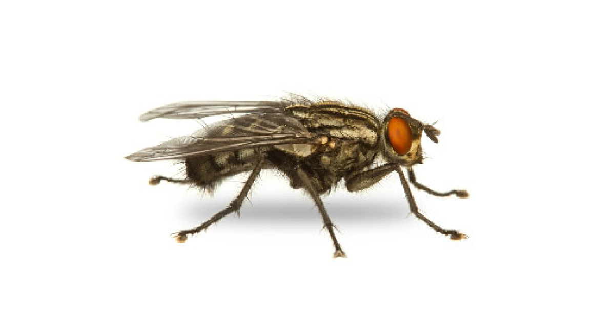 Meat fly