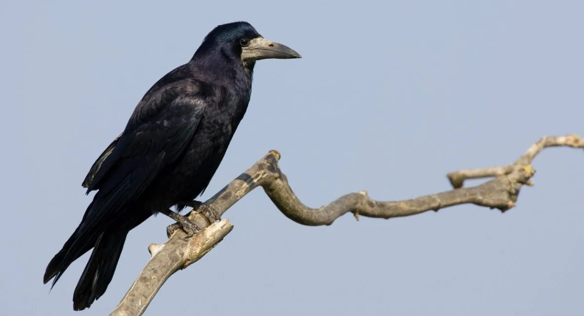 corbeau freu