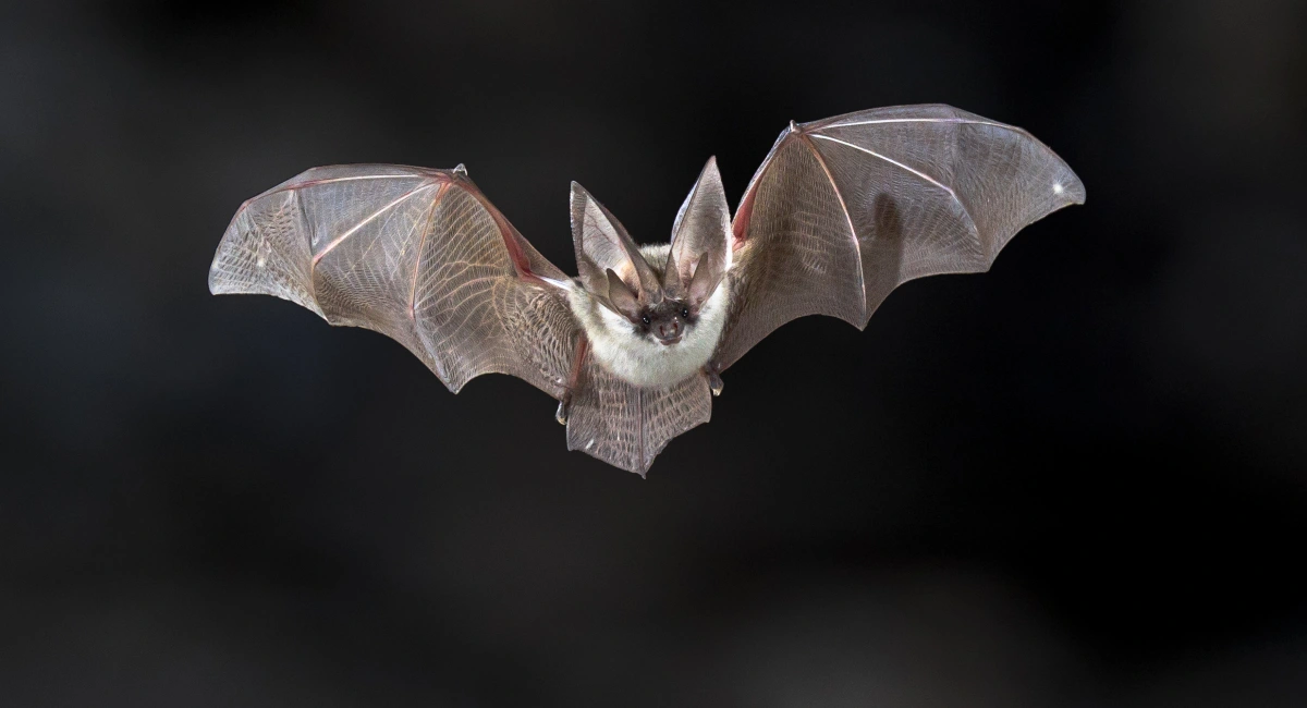 Bat flying in front of dark background
