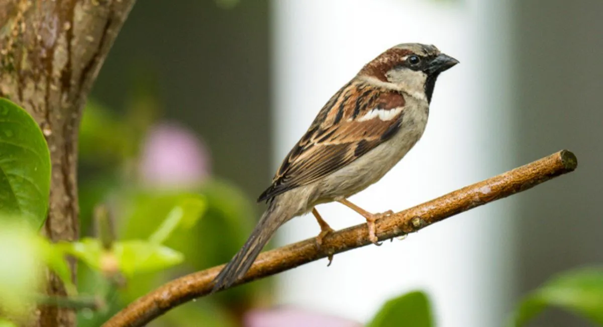 House sparrows