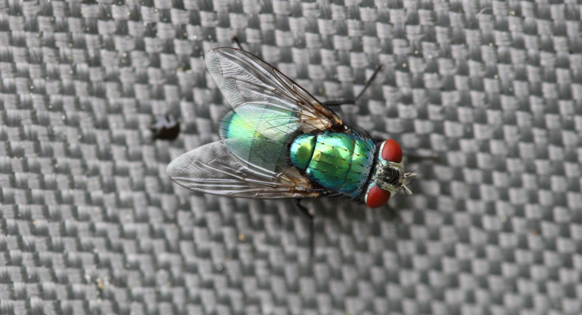 picture of a green bottle fly