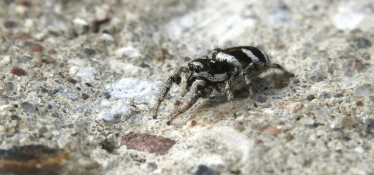 Zebraedderkop
