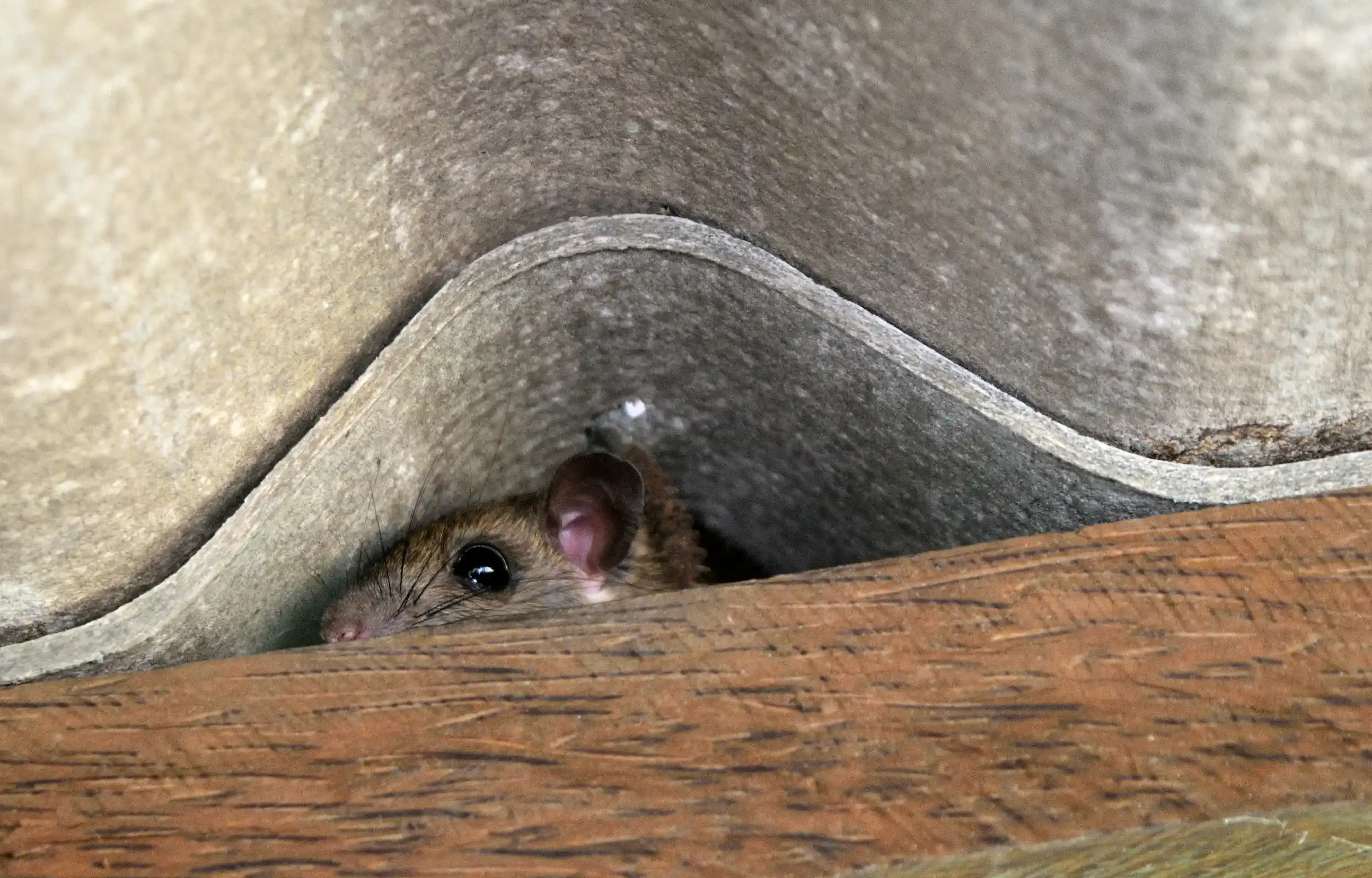 Rat Hid space between wooden Beam