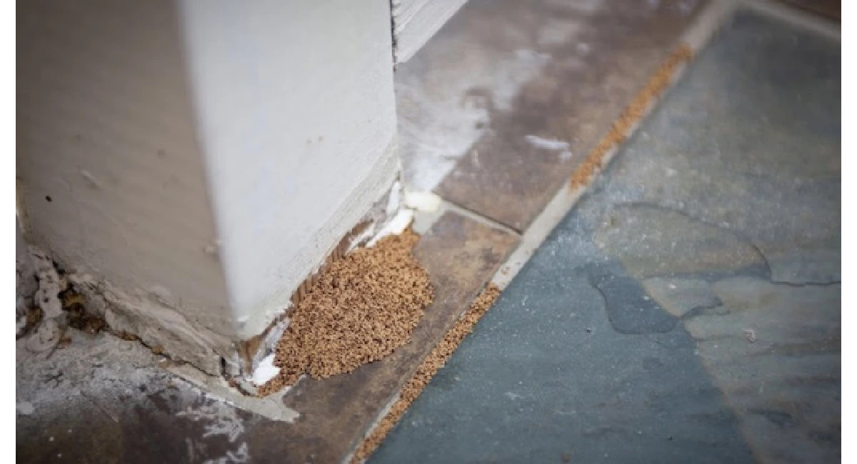 Termite pathway