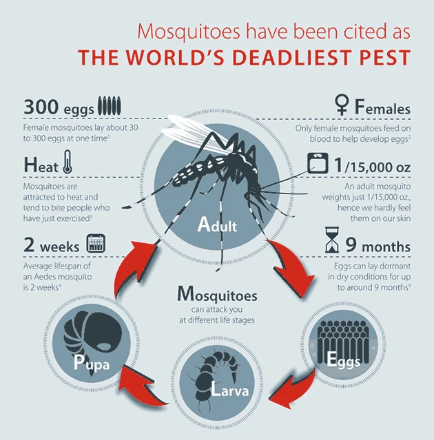 Top 5 reasons why mosquito bites us and the need for mosquito trap