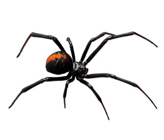 Araña Viuda Negra o del Trigo