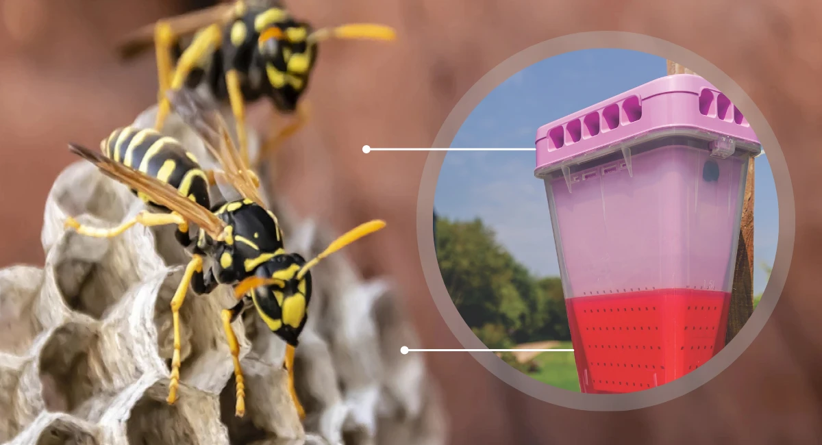 Ecocatch vespe attrazione trappola