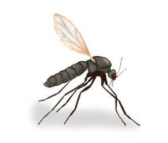 ริ้นฝอยทราย (Sand Fly)