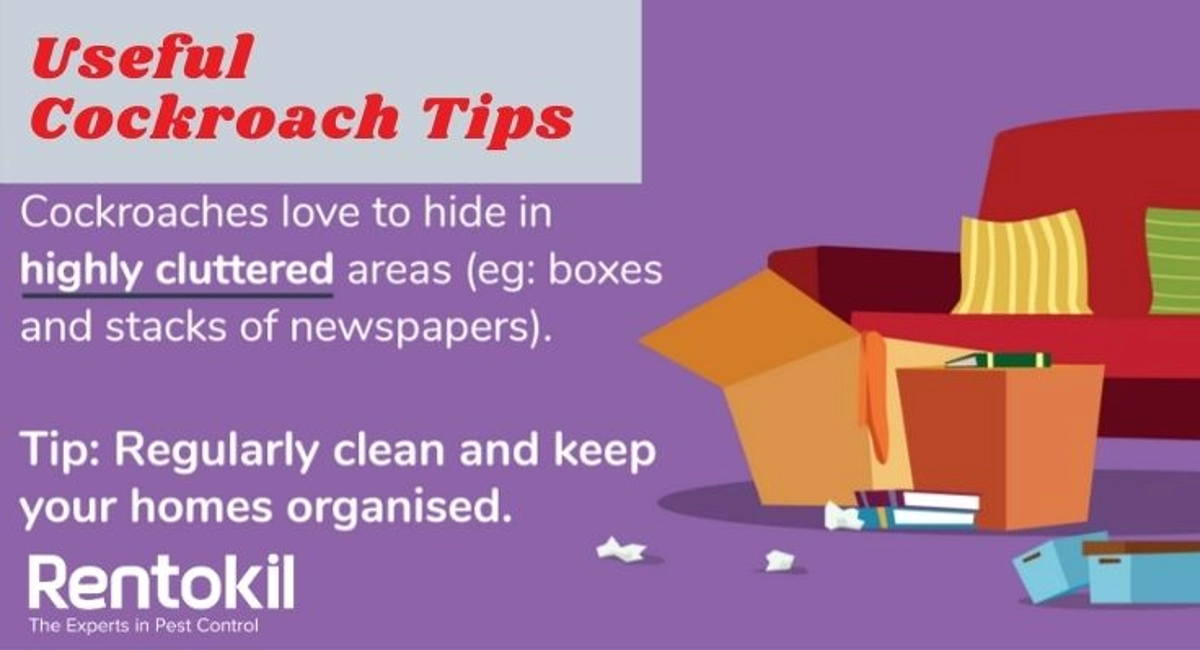 Debugged-5-Reasons-Why-Cockroach-Control-Is-Important-Useful-Cockroach-Preventive-Tips