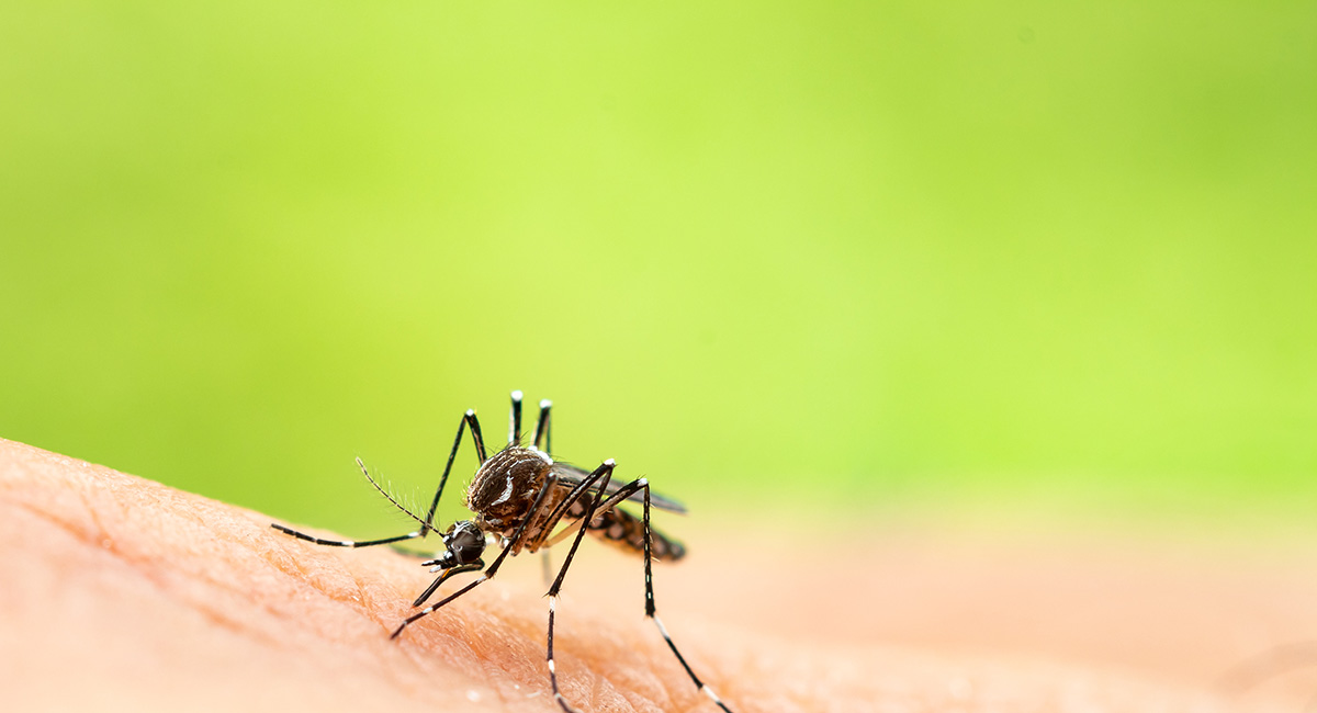 mosquito