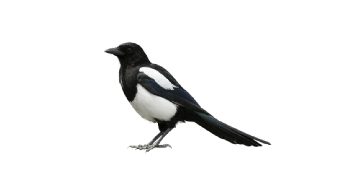 Epervier