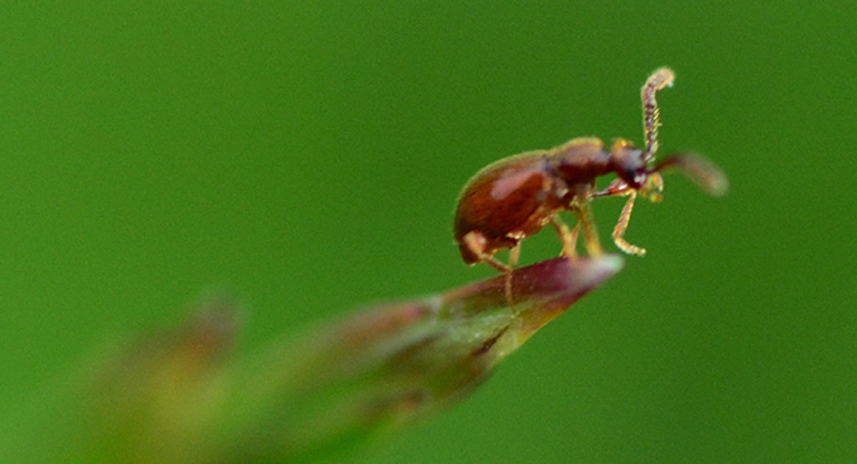 shiny-spider-beetle