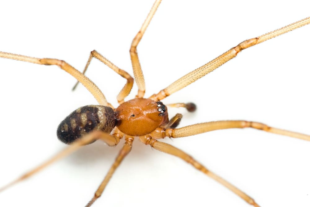 immagine-ragno-tegenaria-domestica