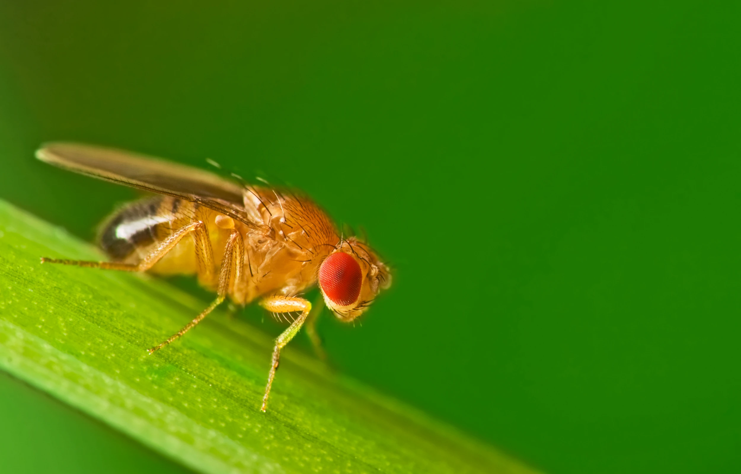 Mosca de la Fruta